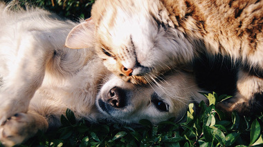 Cosmetice animale de companie