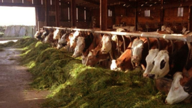 Ferme de vaci