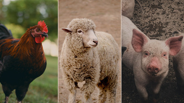 Ferme de păsări, porci, ovine